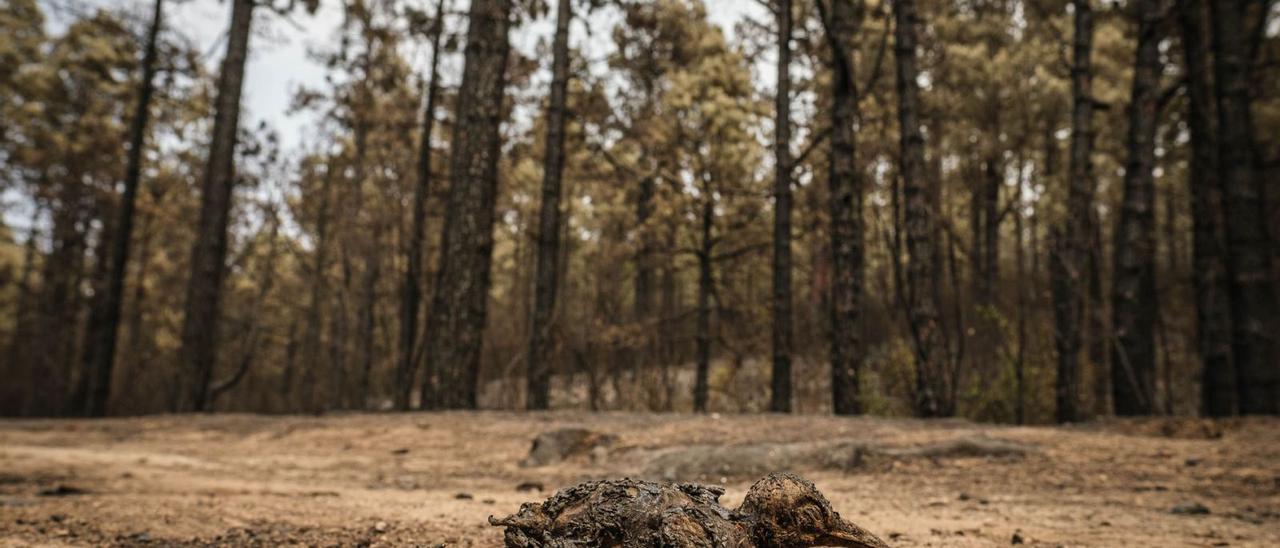 Un ave muerta como consecuencia de las llamas que arrasaron los montes de la Corona Forestal del norte de Tenerife el pasado mes de julio. | | ANDRÉS GUTIÉRREZ