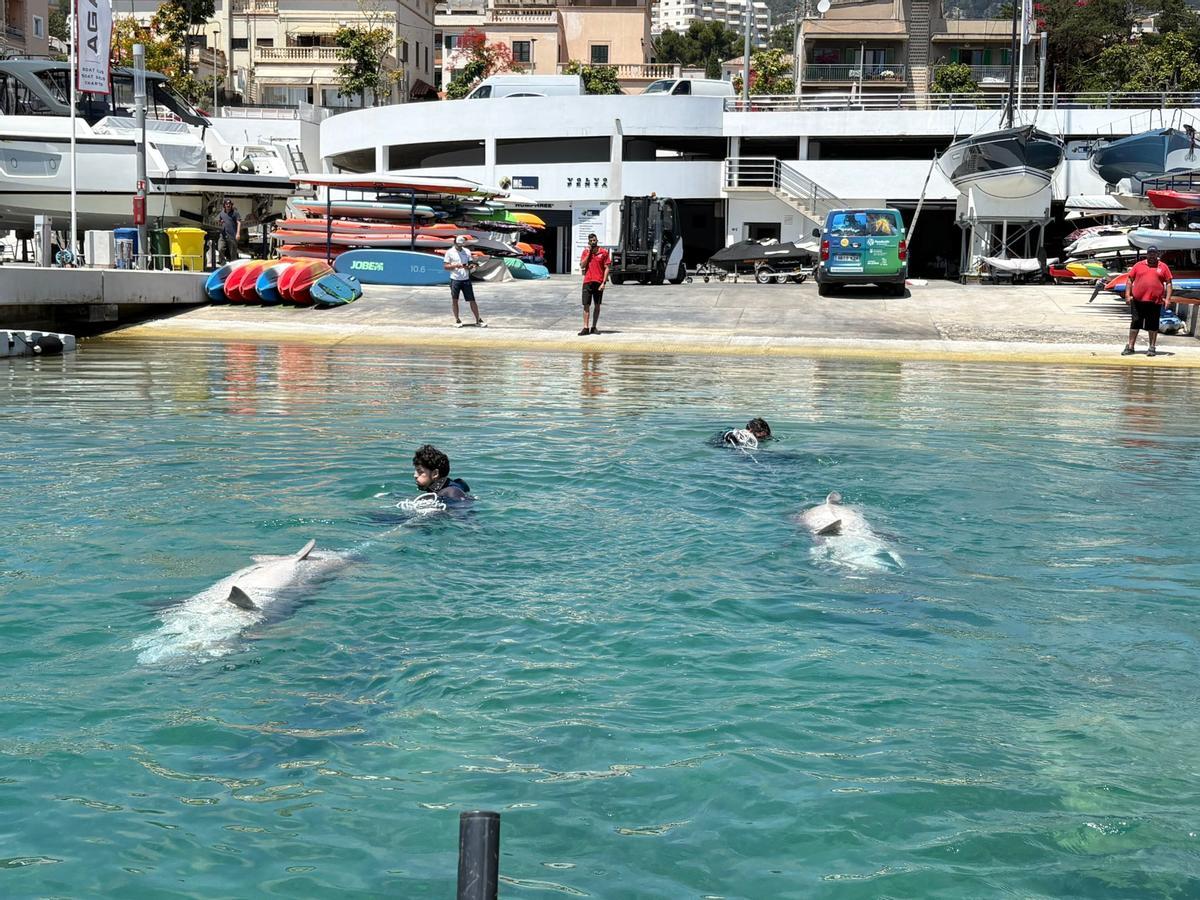 Encuentran dos tiburones muertos frente a la costa de Cala Nova, en la bahía de Palma