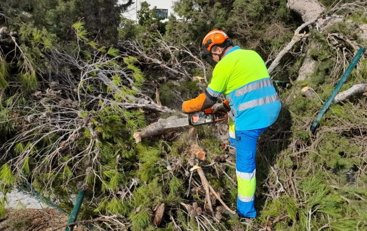 Un trabajador corta unas ramas en Cala de Bou. | M.G.