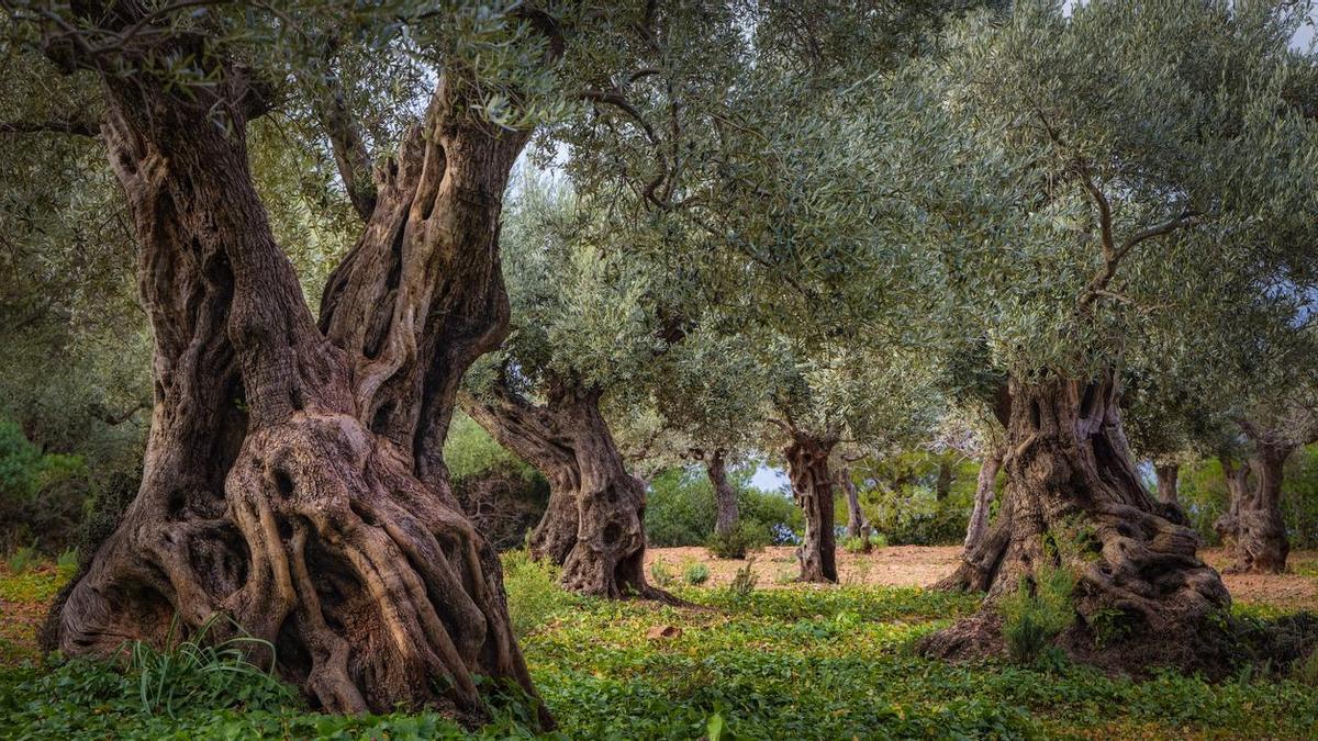 El olivio más antiguo de España es de la época romana y sus olivas aún producen aceite