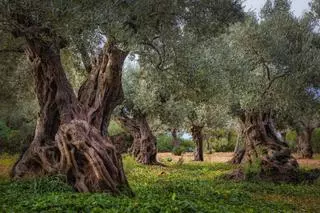 El árbol más viejo de España es un olivo de la Antigua Roma que todavía da aceitunas