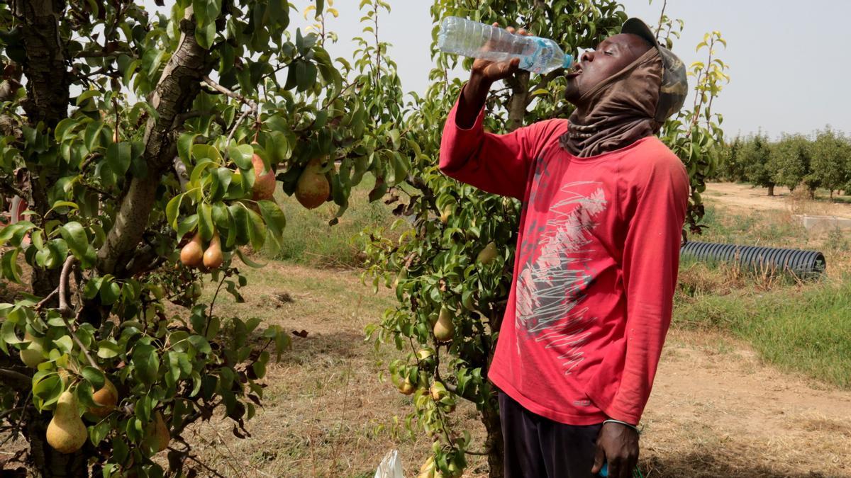 Un trabajador bebe agua en una finca de perales de Lleida.