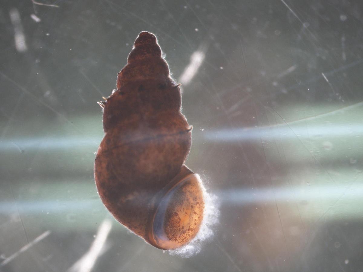 Detalle de la concha del caracol del barro