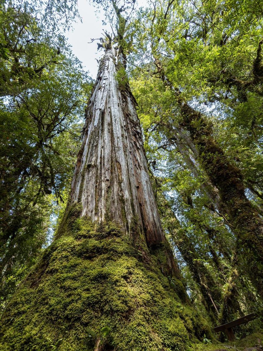 El Gran Abuelo De Chile Así Es El árbol Más Viejo Del Mundo Viajar 