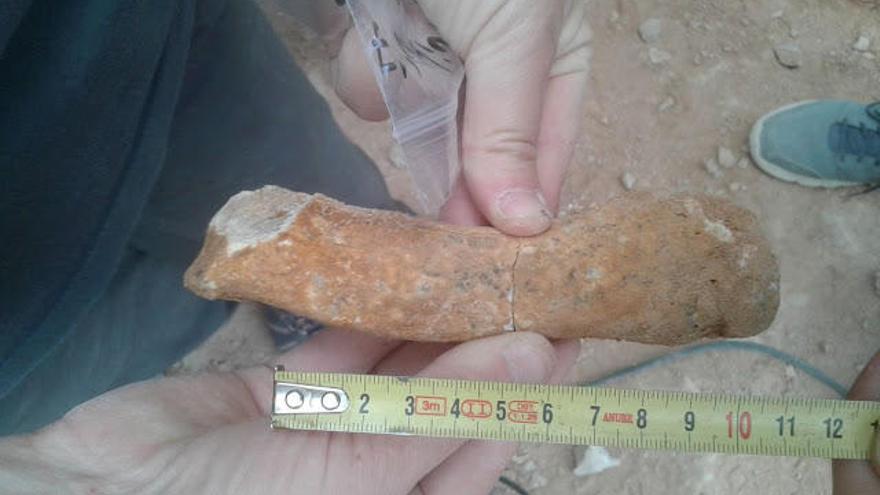 Hallan los restos de un tipo de rinoceronte de hace un millón de años en Abanilla