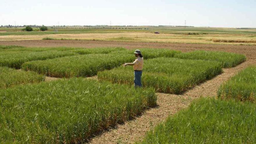 Finca experimental de producción de cereales ecológicos.