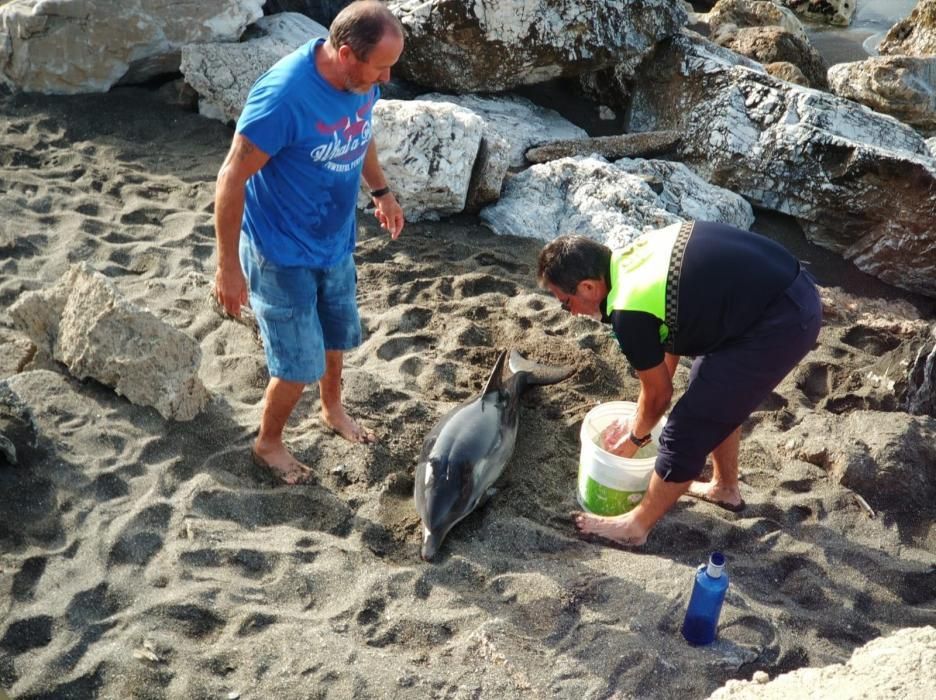 El CREMA rescata a un joven delfín varado en Chilches