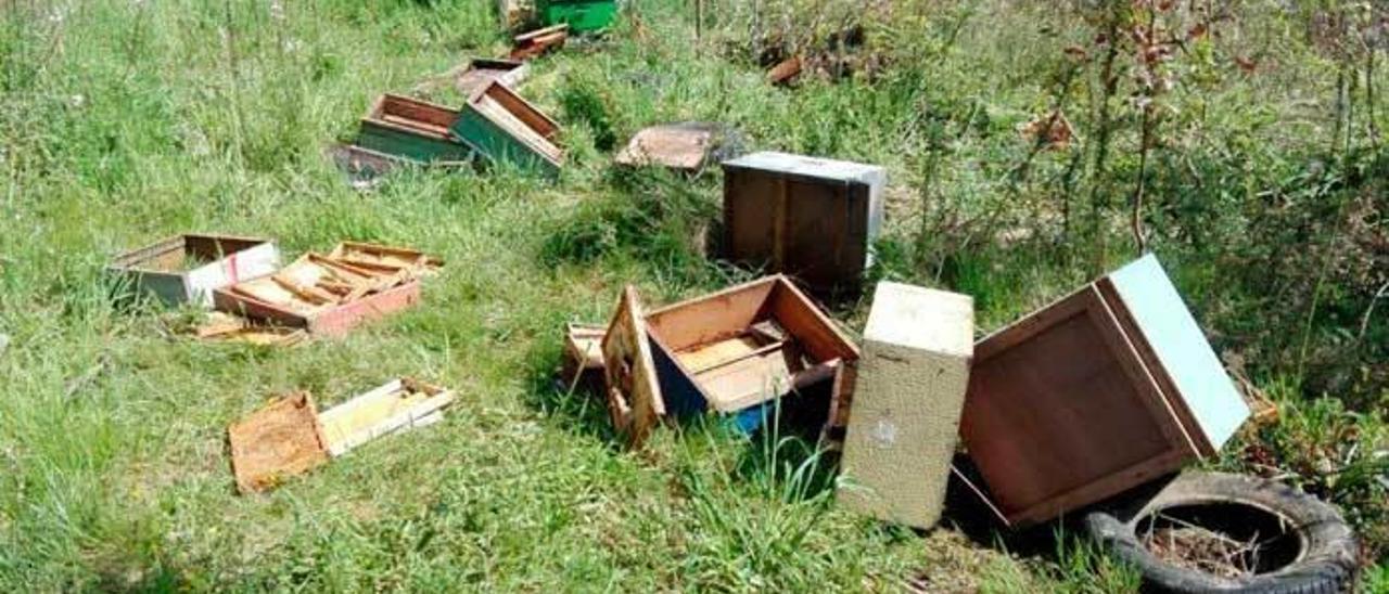 Las colmenas destrozadas en La Arquera.