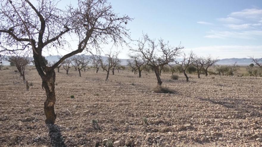 Algunos de los campos de Jumilla y Yecla ya han comenzado a ser invadidos por la avispilla.