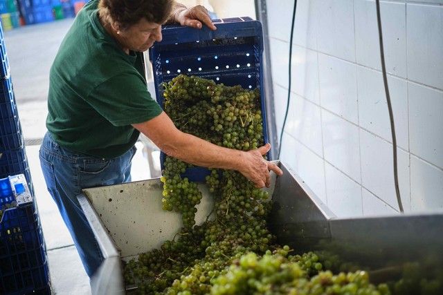 Vendimia en La Orotava, en los terrenos de bodega tajinaste