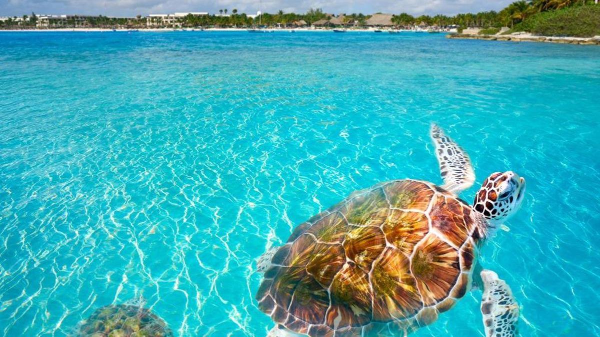 Photomount de tortugas de Playa Akumal Riviera Maya.
