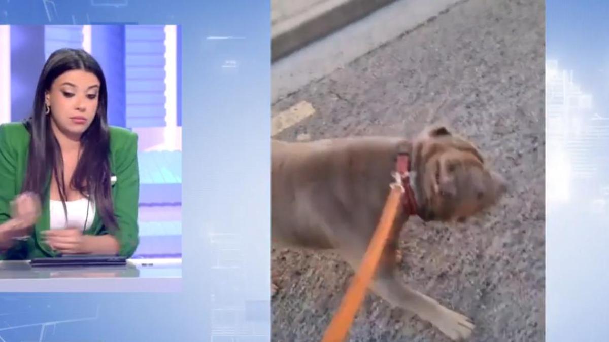 Sarah Santolalla criticando a Daddy, el perro de Zaragoza que ataca a los okupas