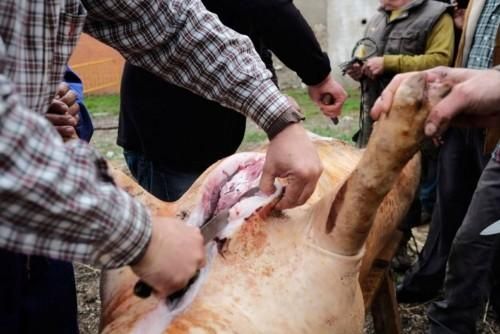 Matanza tradicional en Monfarracinos