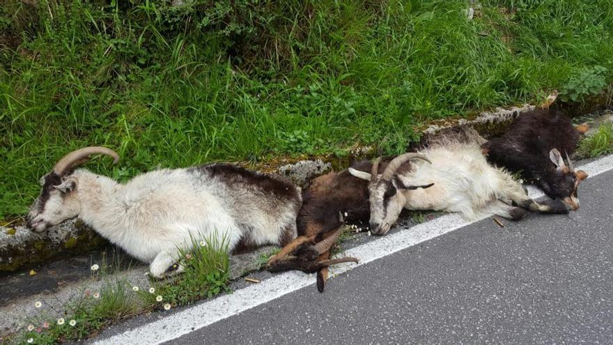 Cabrales exige a Medio Rural que deje de matar cabras a tiros en el concejo