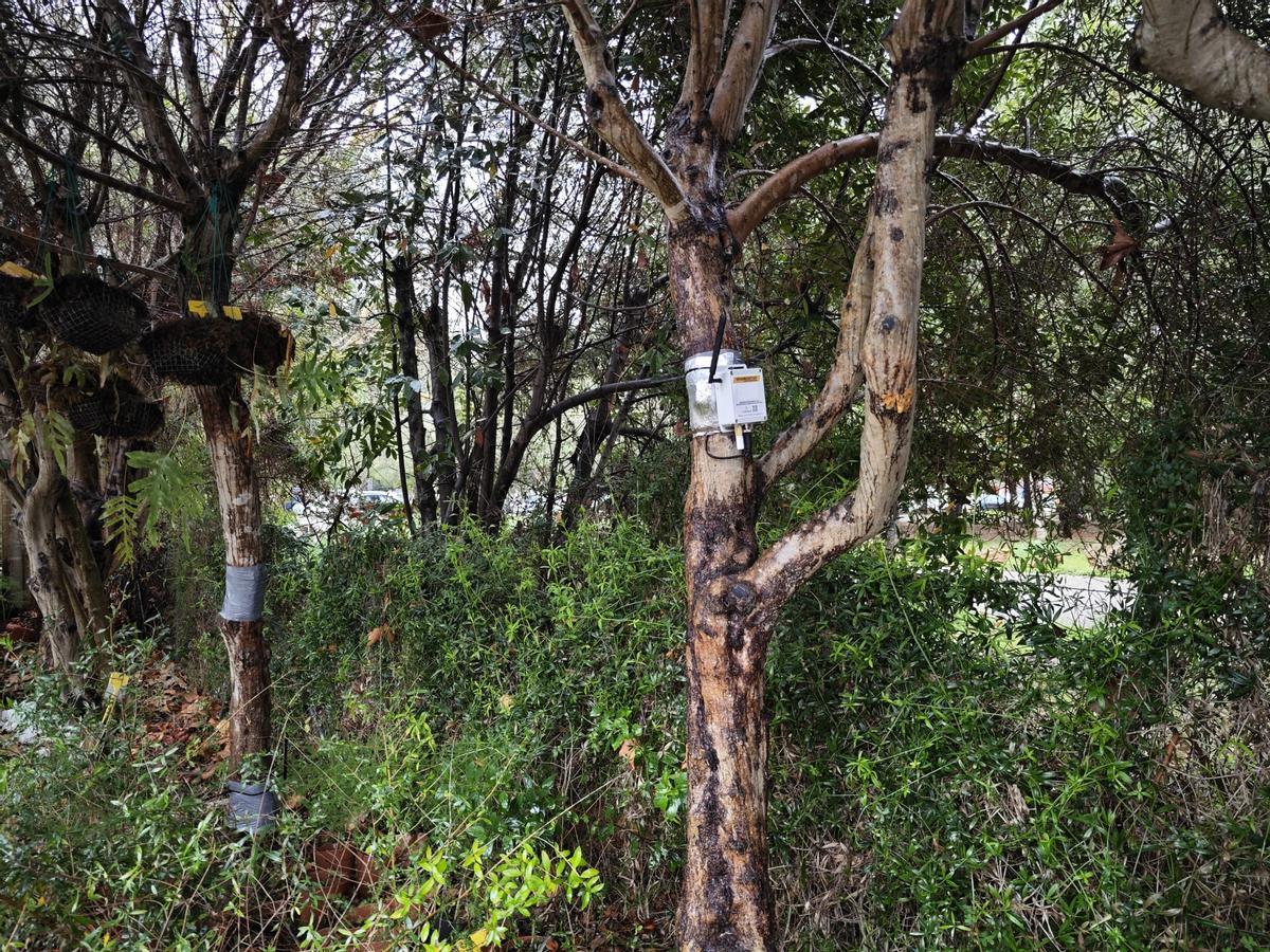 Hydrostat es un pionero sensor que controla la sed de los cultivos leñosos