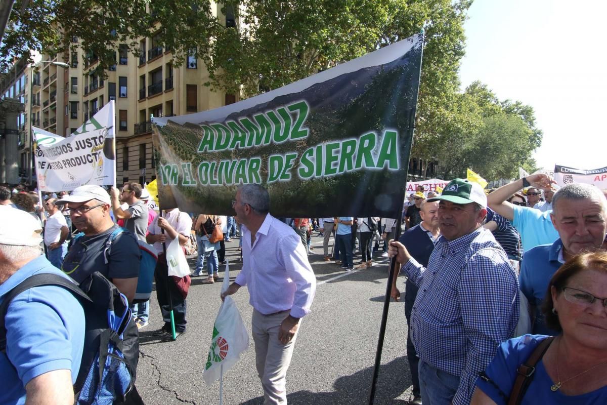 Córdoba se suma a la gran manifestación del olivar en Madrid