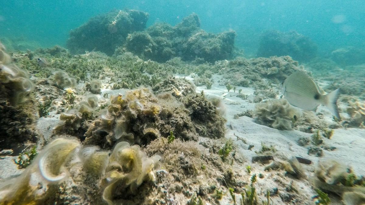 Die Unterwasserlandschaft nahe dem Strand von Bendinat auf Mallorca. An der Oberfläche des Mittelmeers ist nach Angaben spanischer Forscher ein Temperatur-Rekord gemessen worden.