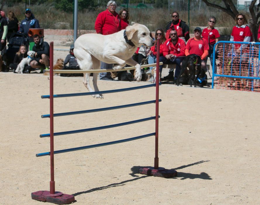 Can We Run: Gran carrera de perros para la concienciación animal