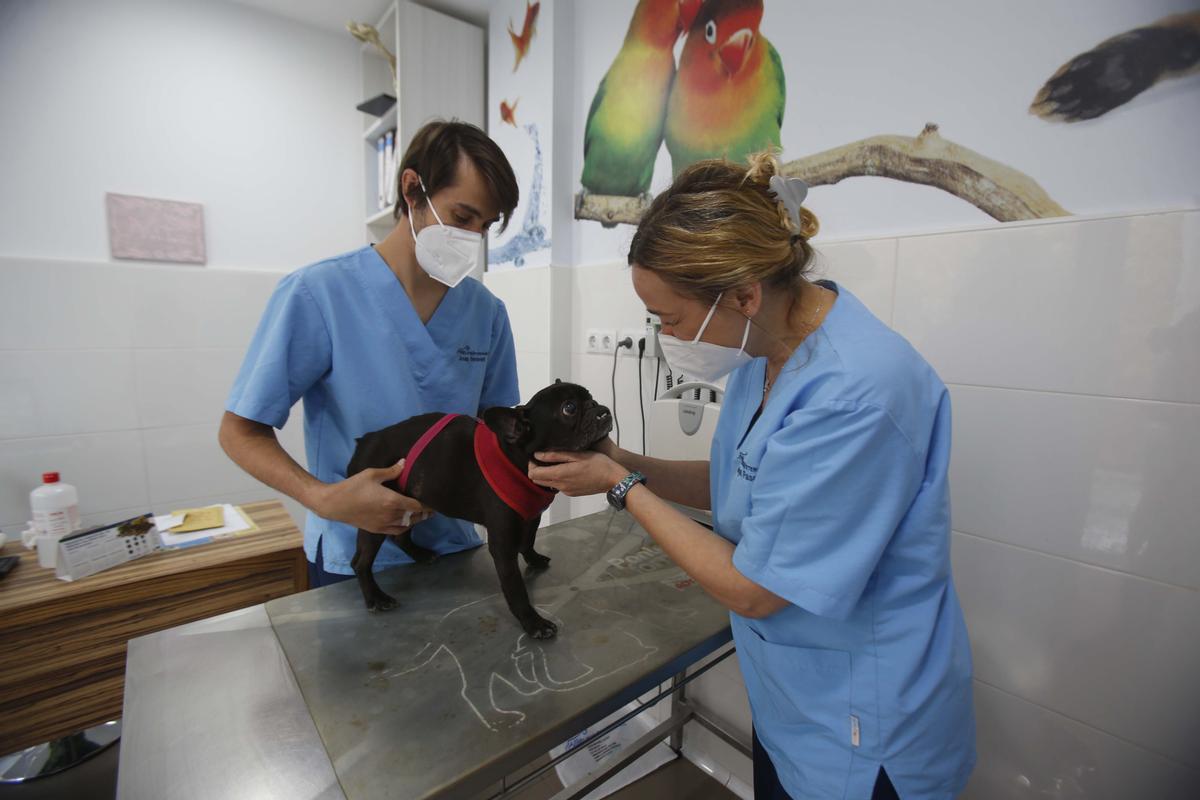 Veterinarios tratando a un can en una clínica veterinaria