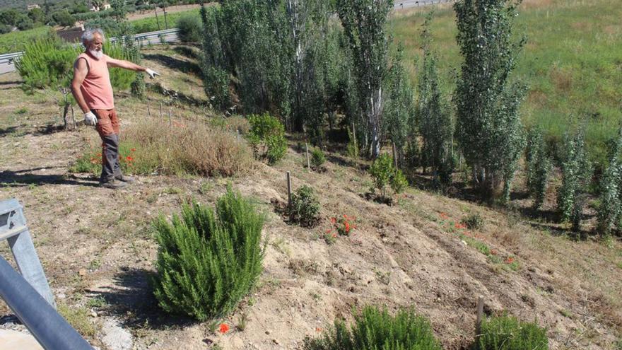 GADMA denuncia robos de plantas en el bosque de Binissalem