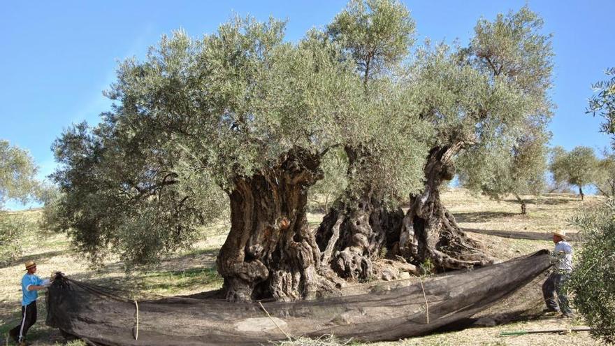 Uno de los olivos centenarios existentes en el término de este municipio axárquico.