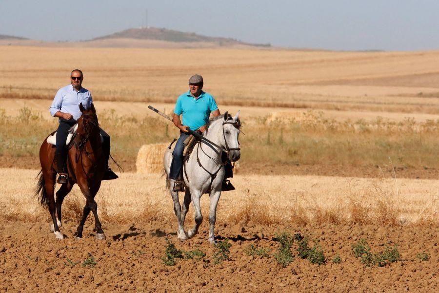 Encierro campero en Moraleja del Vino