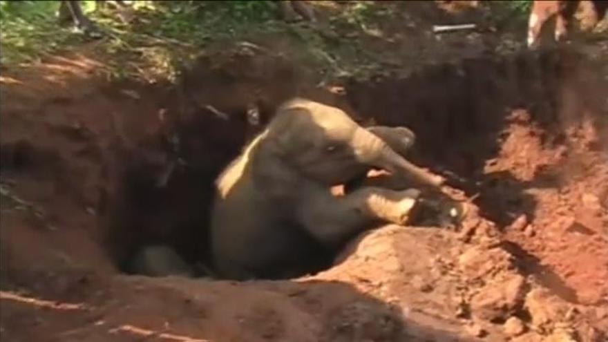 El conmovedor rescate de dos bebés elefantes atrapados en un pozo