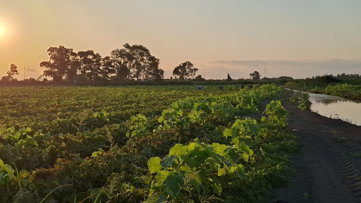 Una cuadrilla recolectando el melón
