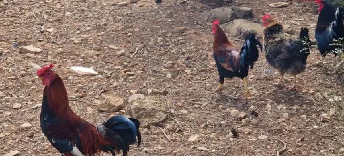 La población de gallos y gallinas había proliferado en los últimos años en Magaluf