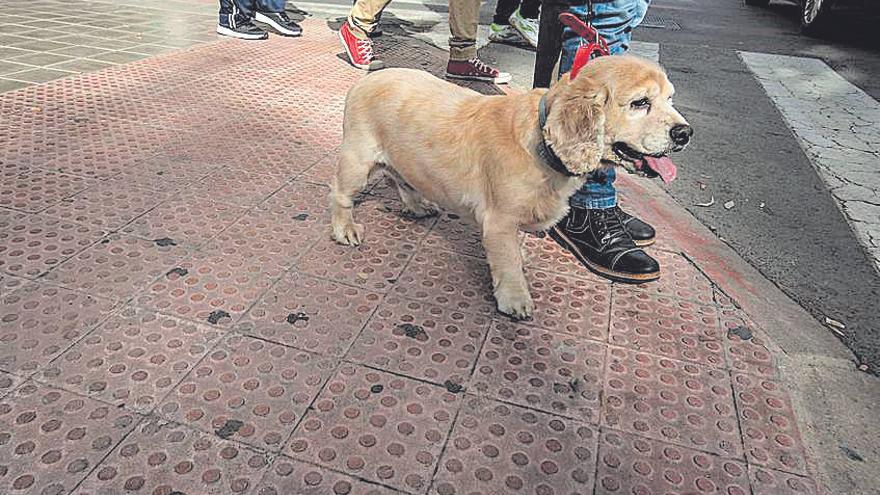 Los chicles pueden causar intoxicación a los perros.