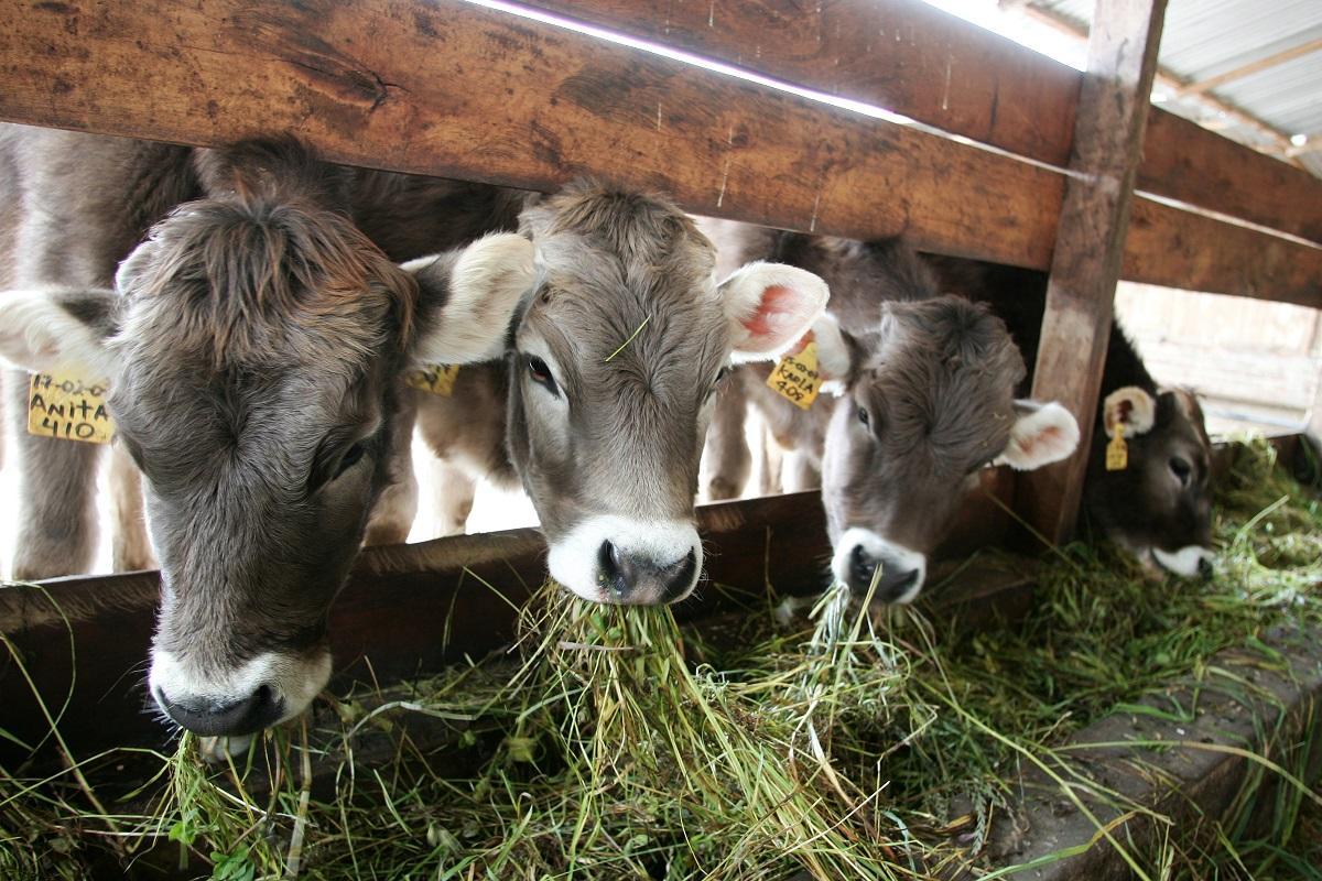 La forma de criar el ganado es fundamental para el clima y el consumo