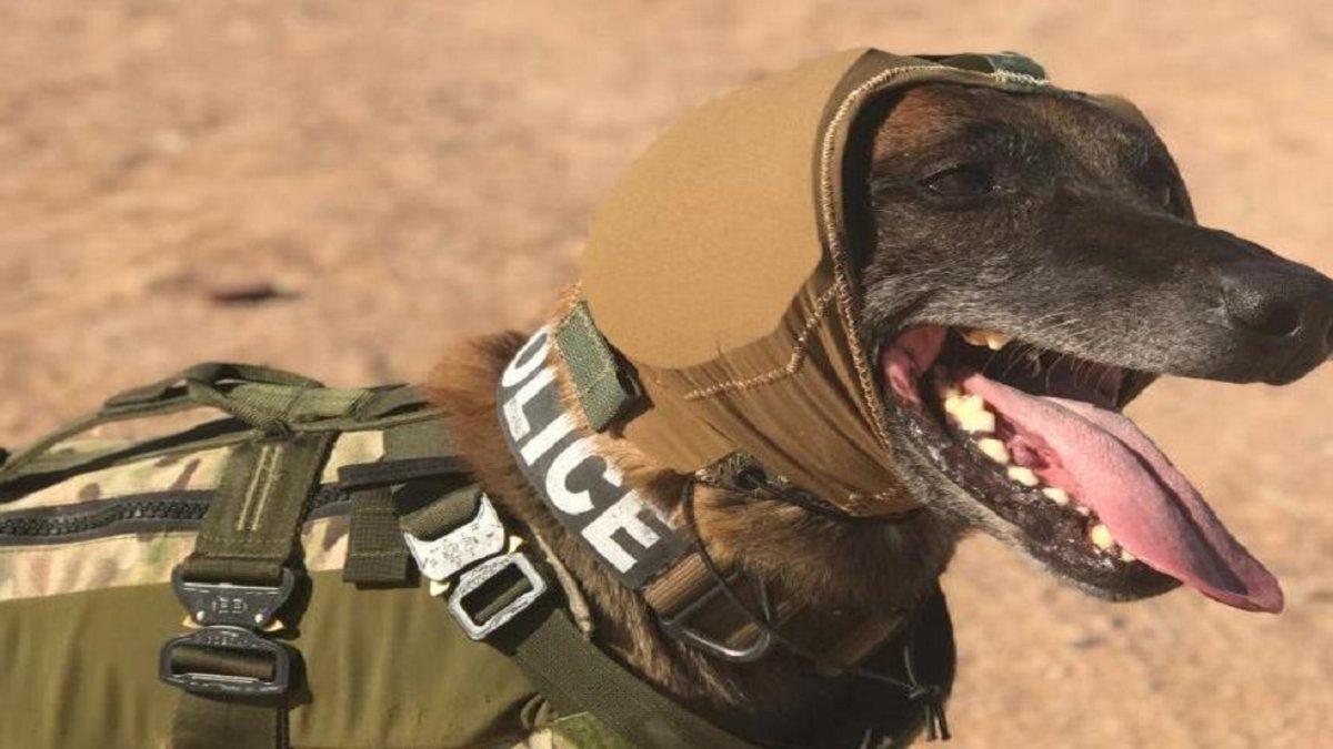 Los perros en el ejército estadounidense dispodrán de protecciones auditivas