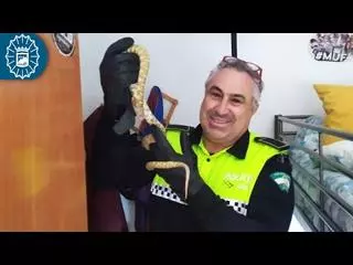 La Policía Local captura una serpiente rey de Florida en Miraflores