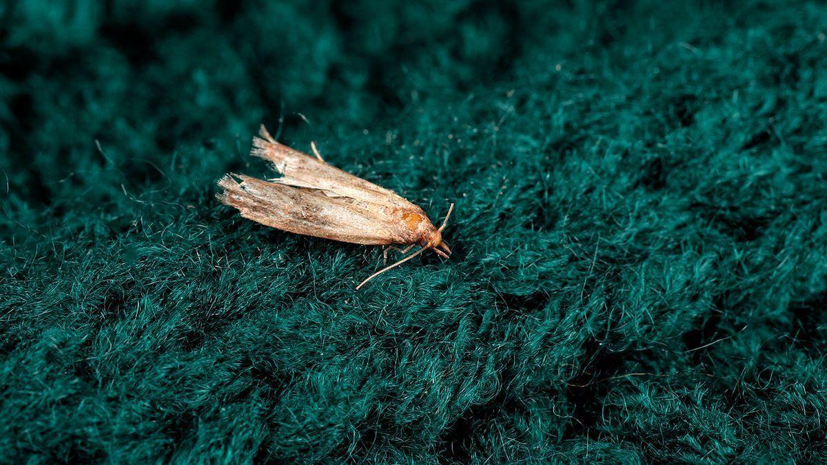 El truco casero para desterrar a las polillas y moscas de nuestra casa