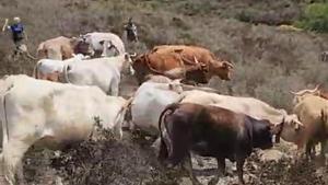 Las vacas que se alimentan en Colera. 