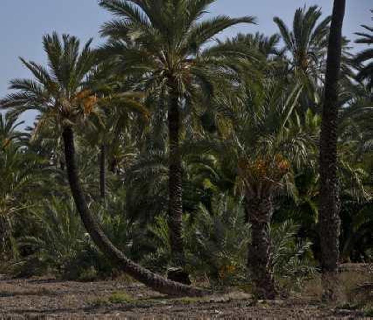 A la izquierda, una palmera con varios hijuelos en el Hort dels Pontos; a la derecha, una con forma de pipa.