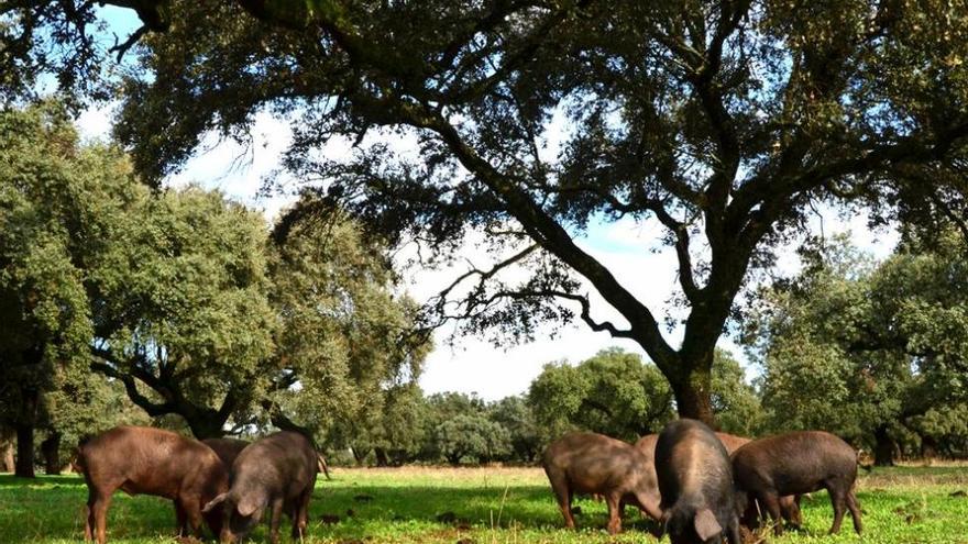 La cabaña ganadera extremeña cuenta con 928.000 cabezas de porcino y 785.000 de vacuno