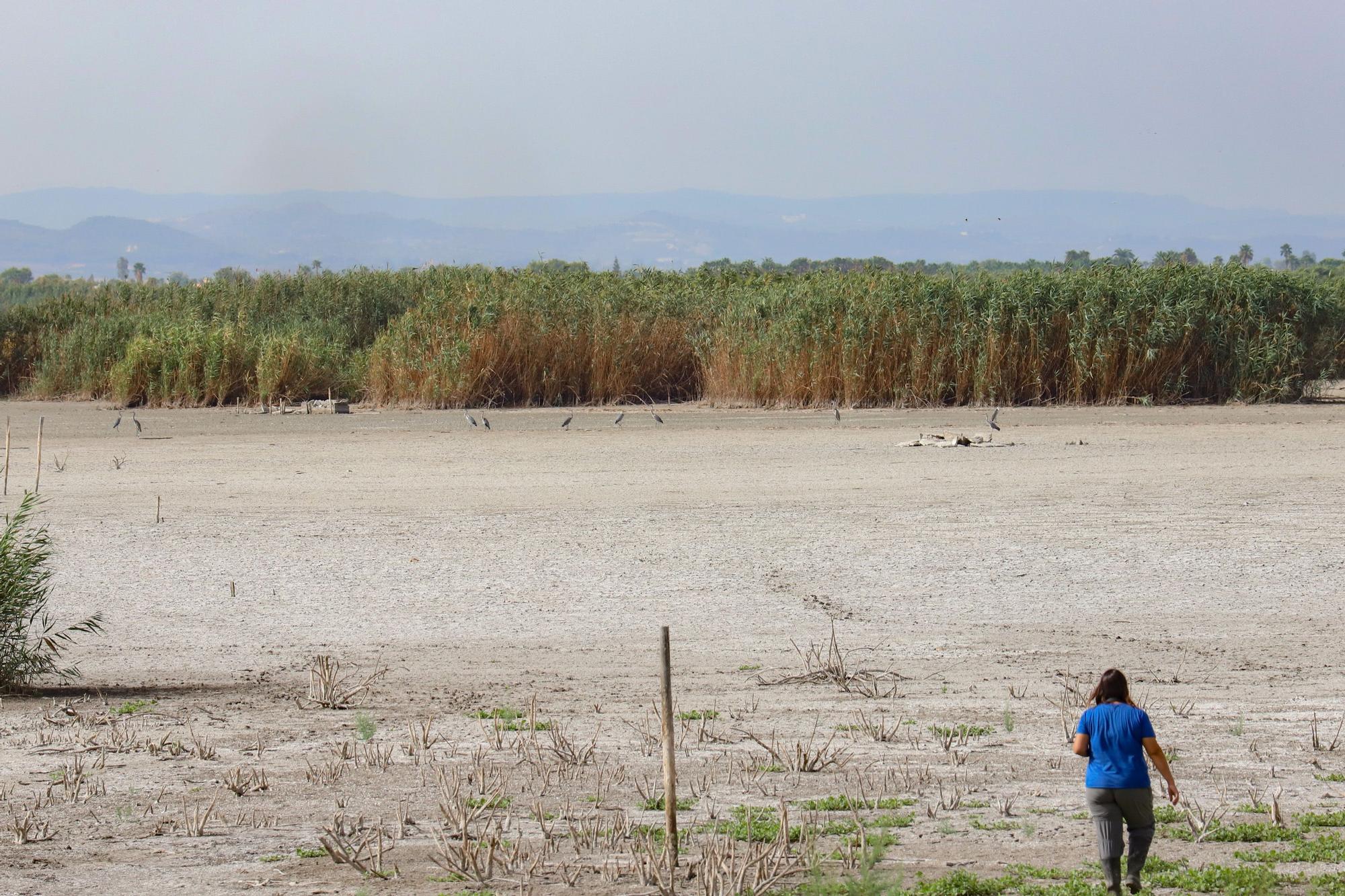 El Hondo deseca sus dos embalses para regenerar el agua