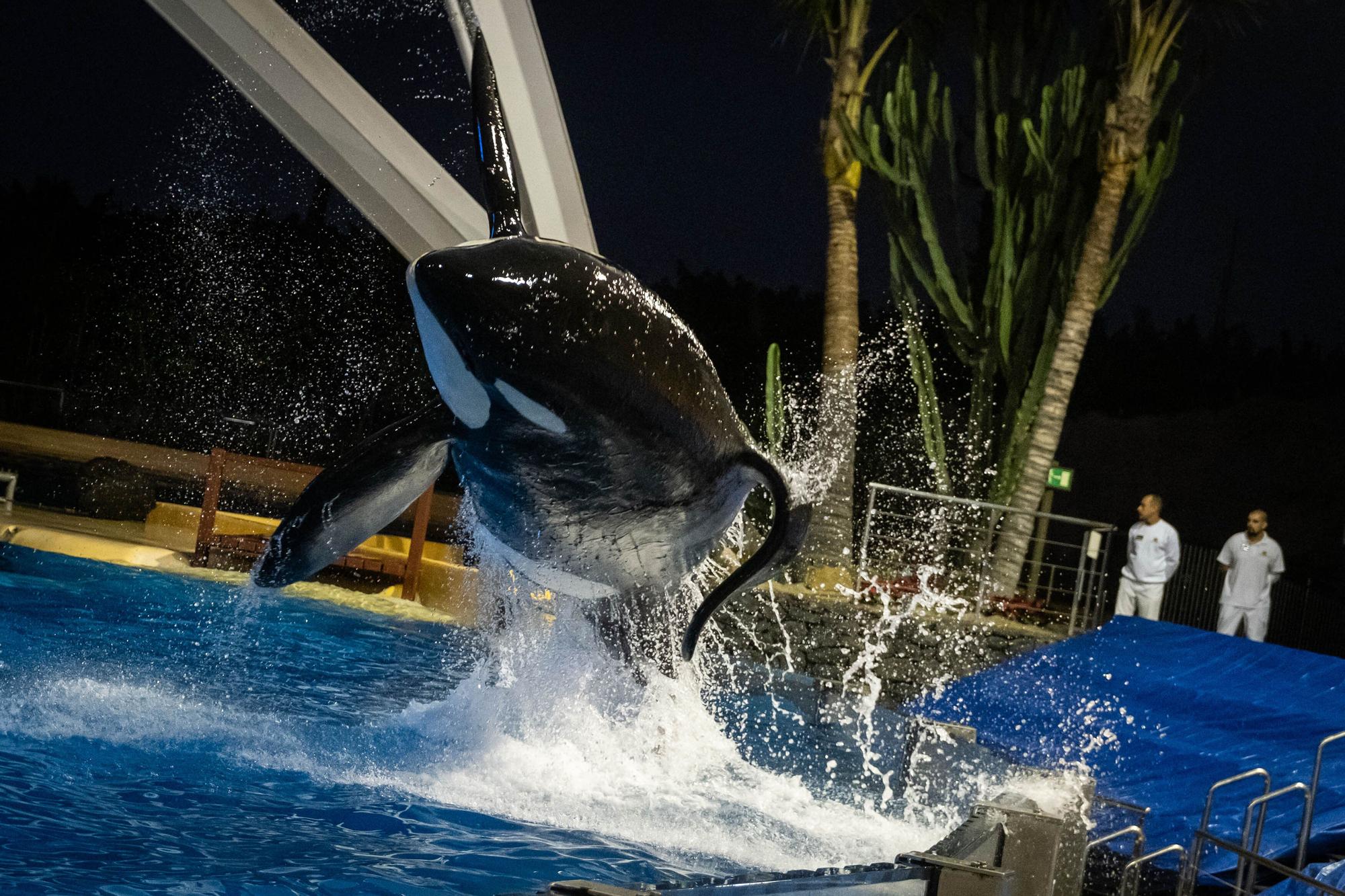 50 aniversario de Loro Parque