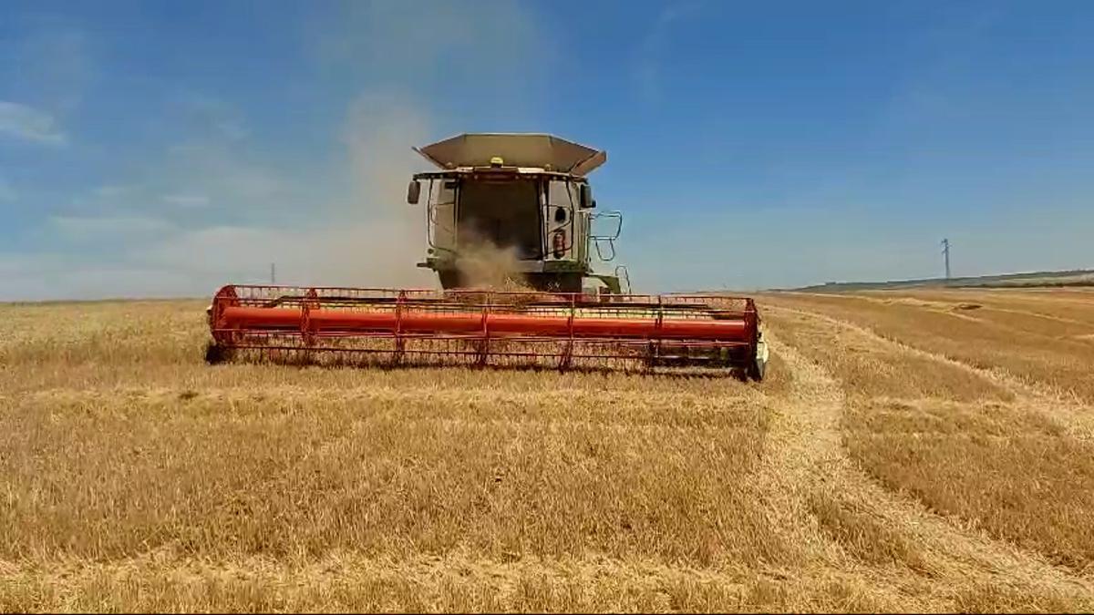 Cosechadora en un campo de trigo.