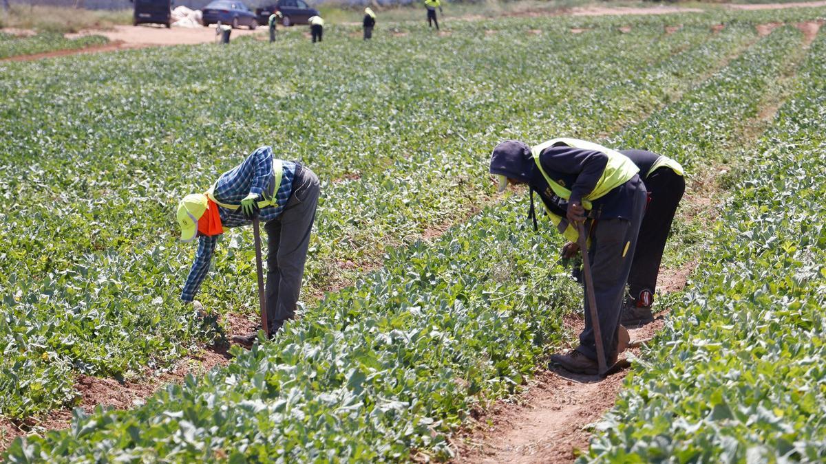 Trabajadores del campo en un terreno de Cartagena comprobando las plantaciones y cultivos.
