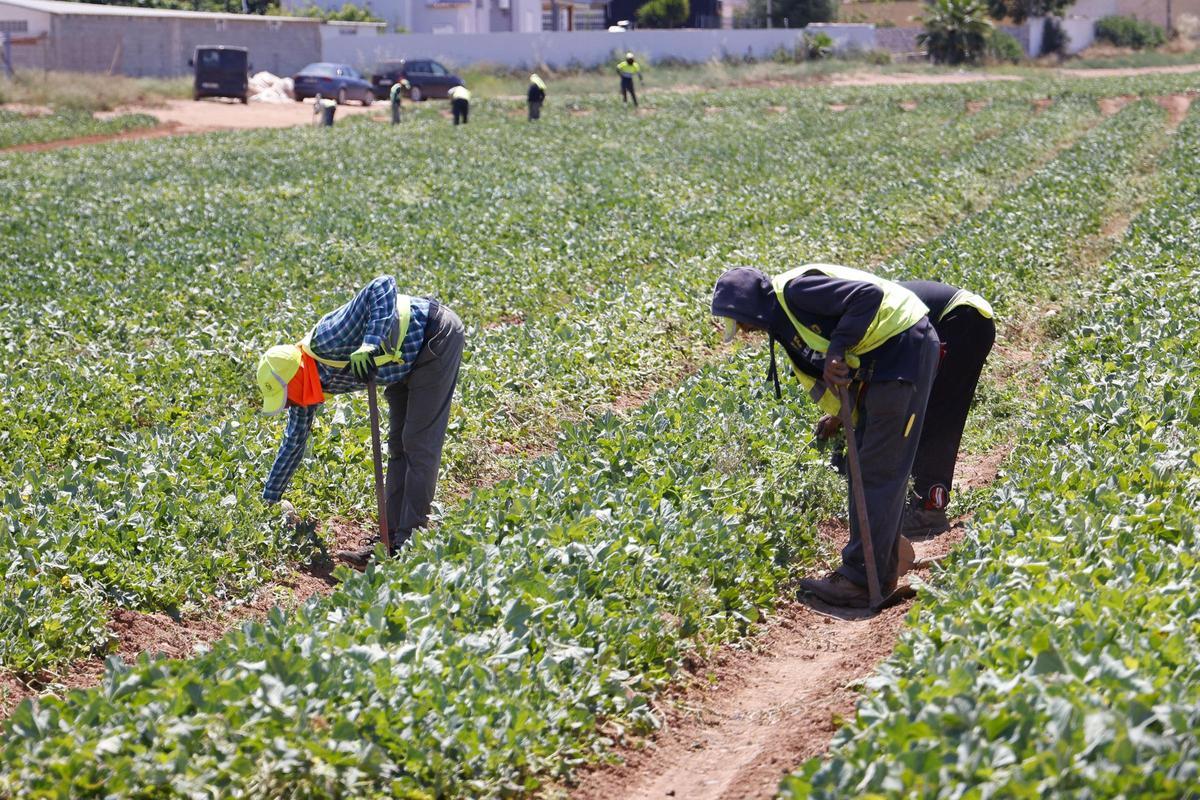 Trabajadores del campo en  un terreno de Cartagena comprobando las plantaciones y cultivos.