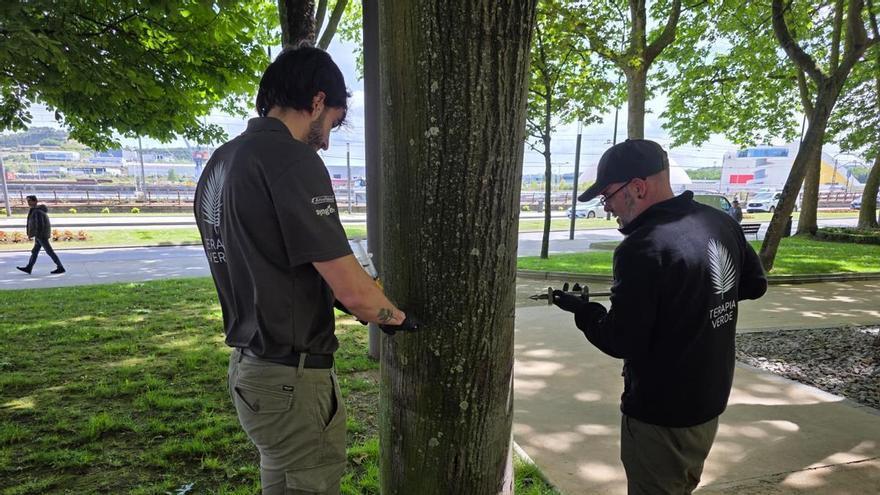 Avilés protege su arbolado con endoterapia y control biológico frente al pulgón en 67 tilos de la ciudad: " Si hubiera un ecosistema más equilibrado, no sería necesario"