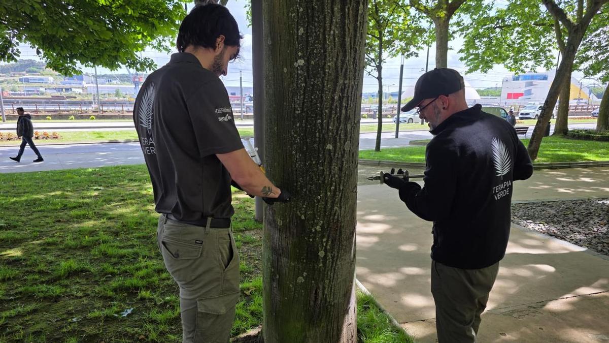Dos trabajadores de Terapia Verde inyectando el tratamiento a uno de los árboles del parque del Muelle.