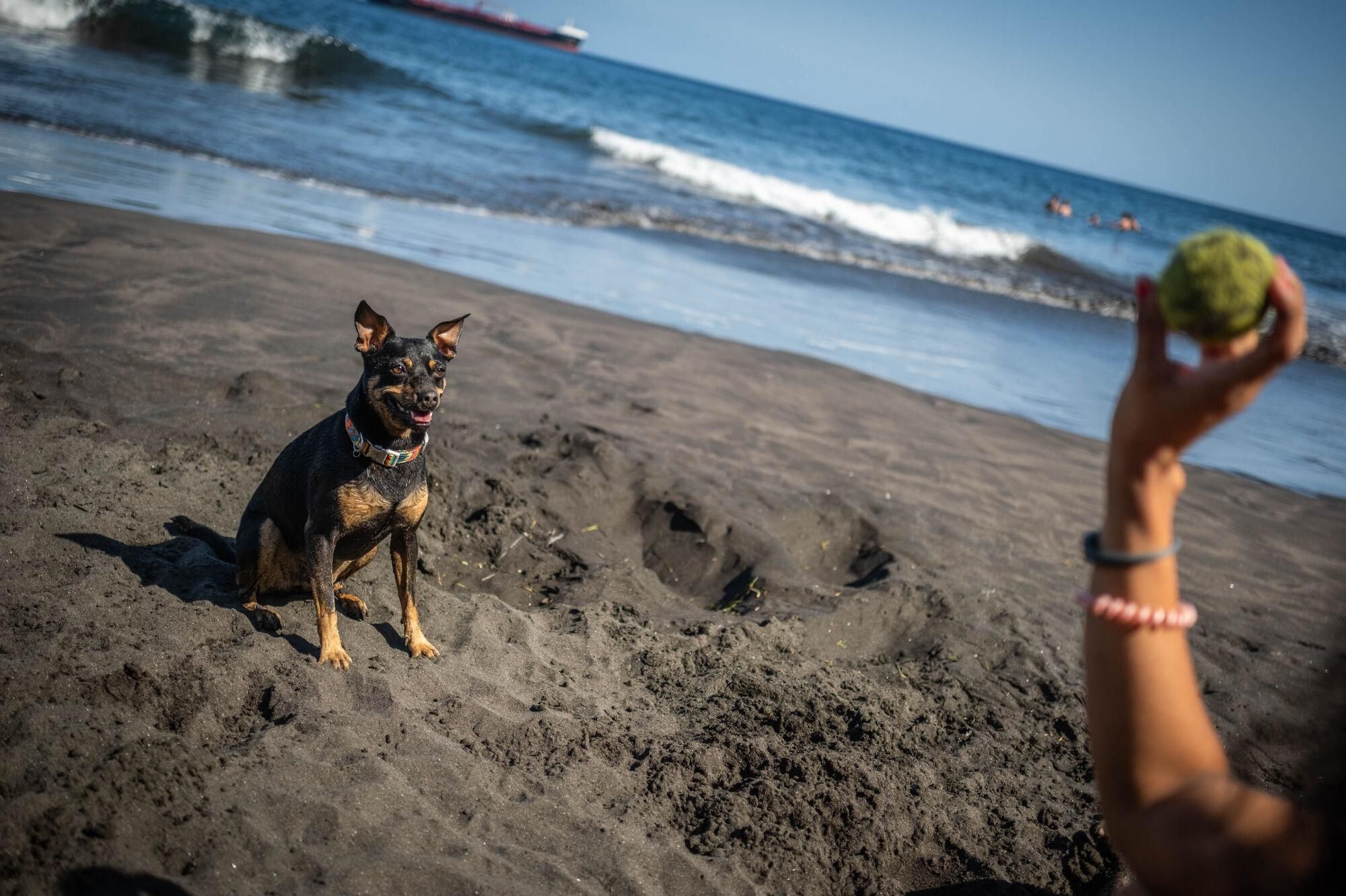Las Gaviotas, primera playa para perros de Santa Cruz de Tenerife