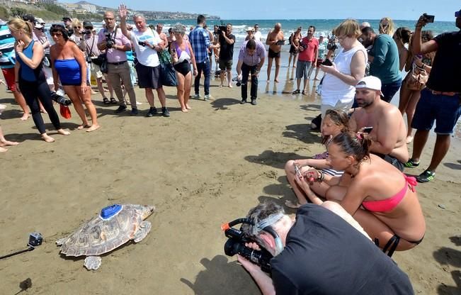 18/03/2016 PLAYA DEL INGLES, SAN BARTOLOME DE TIRAJANA. Suelta de tortugas bobas en Playa del Ingles. Foto: SANTI BLANCO