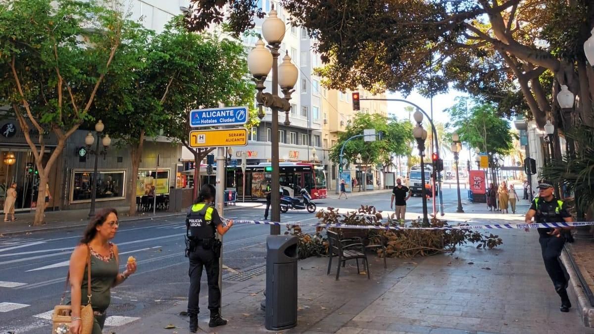 Caída de una rama de ficus en Alicante.