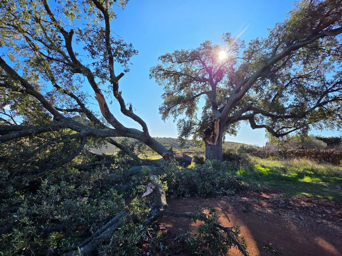 Una carrasca de dos siglos de vida ha quedado partida por la mitad a causa del viento.
