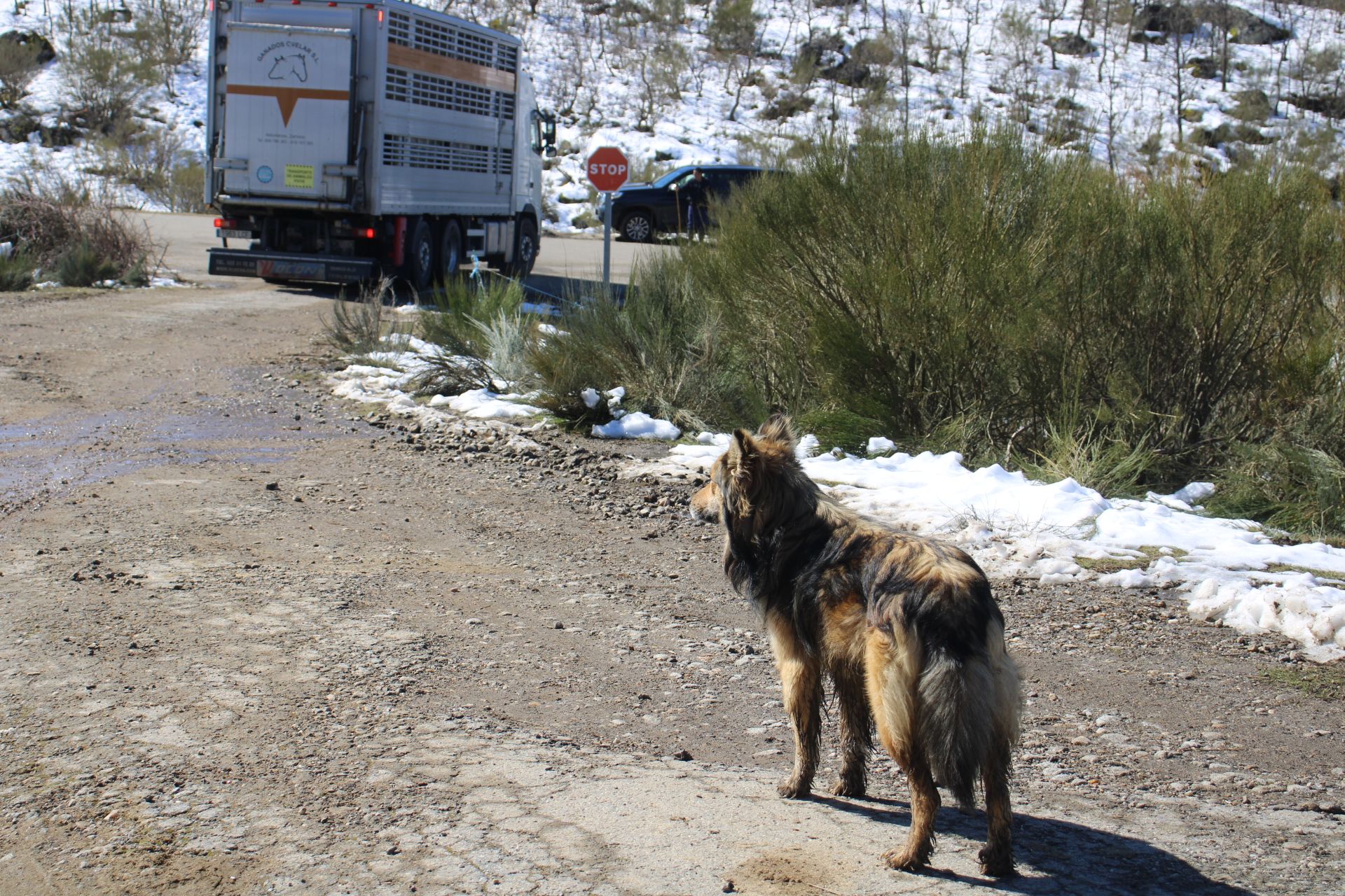 GALERÍA | El lobo cierra una ganadería en el Lago de Sanabria