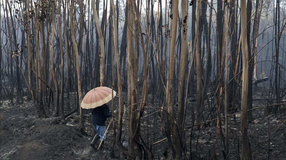 zentauroepp40564314 a villager checks a burnt area under the rain in soutomaior 171017142732